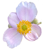 pink flower